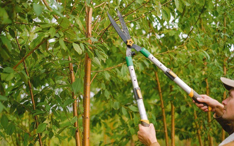Tree trimming in Schuylerville, NY